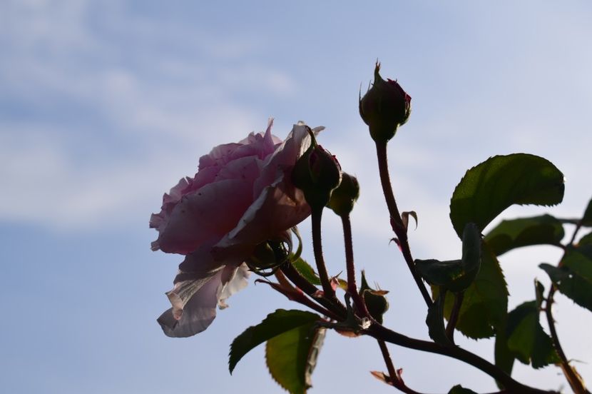  - TRANDAFIRI DE POVESTE I