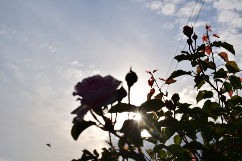  - TRANDAFIRI DE POVESTE I