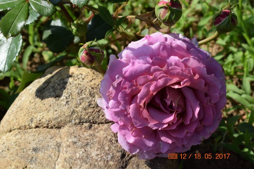  - TRANDAFIRI DE POVESTE II