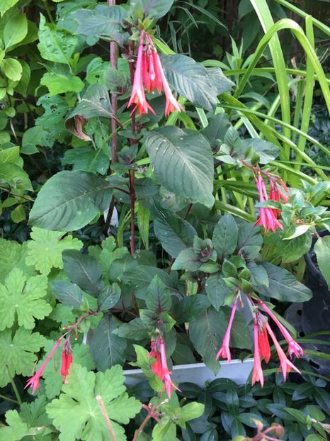 Gartenmeister - Fucsii