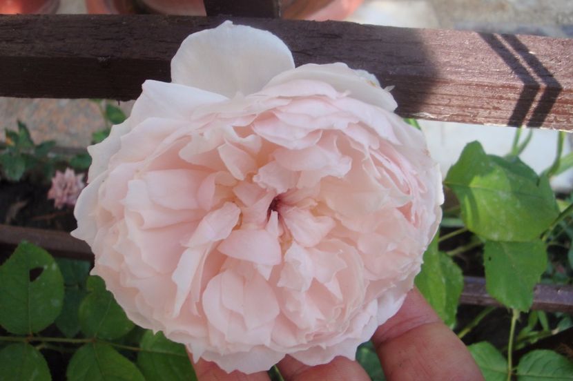  - The Wedgewood Rose