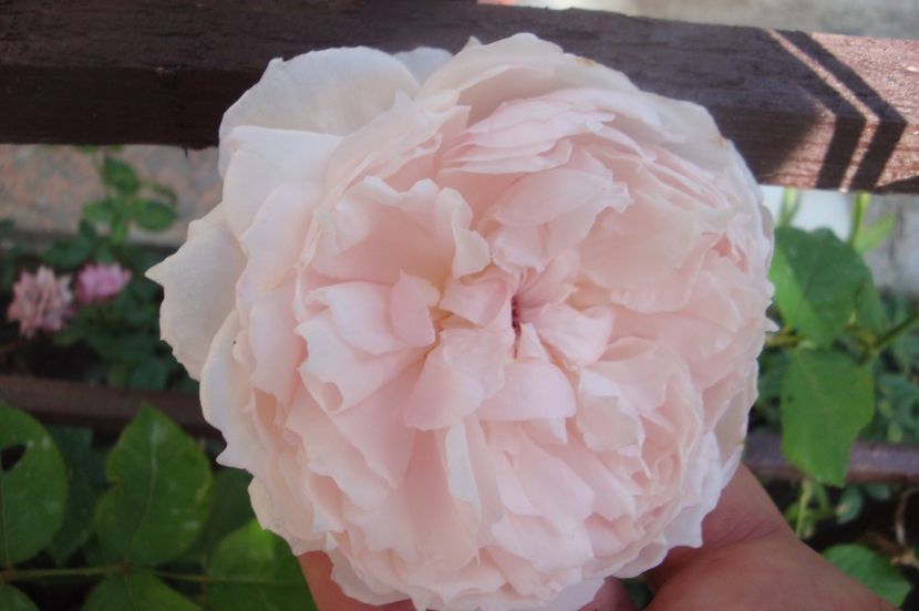  - The Wedgewood Rose