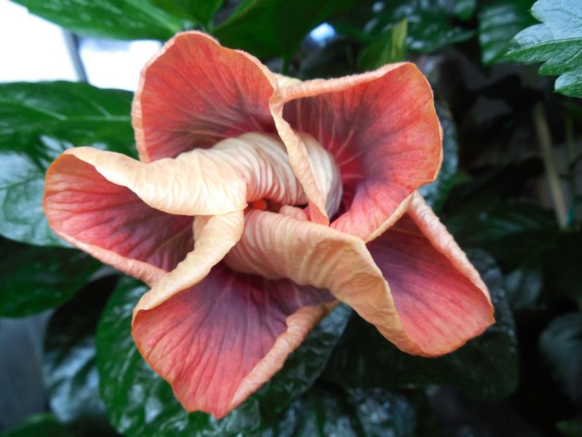  - Tahitian Purple Ripple