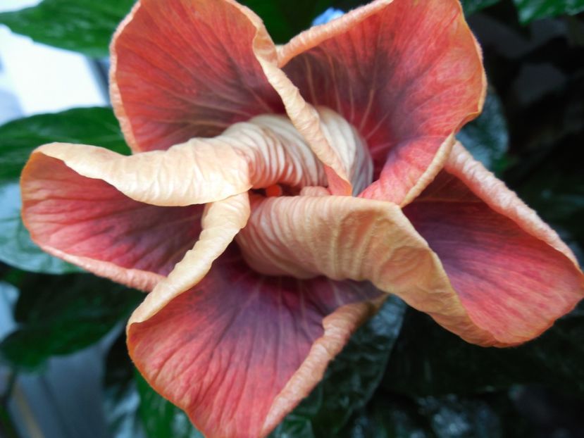  - Tahitian Purple Ripple