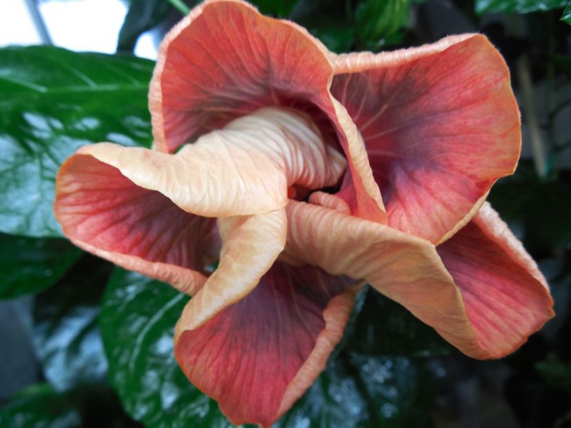  - Tahitian Purple Ripple