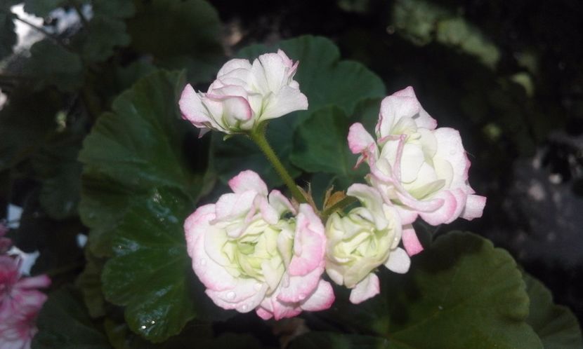  - Continuare la albumul Flori 2017