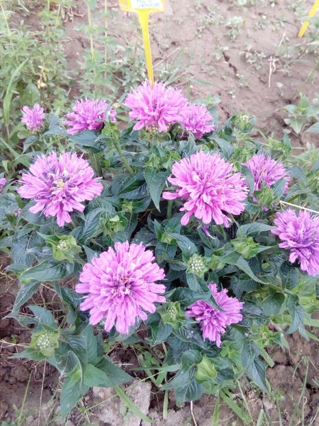 Monarda Pink delight - Plante perene cu flori