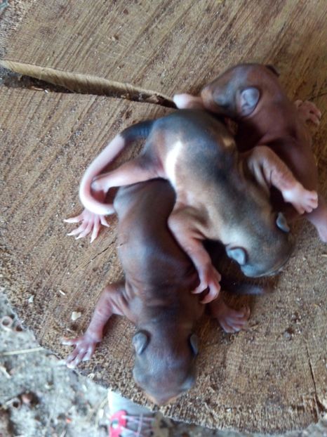 Seria a doua de pui cu surprize unul e tarkat bikolor - veverite autohtone