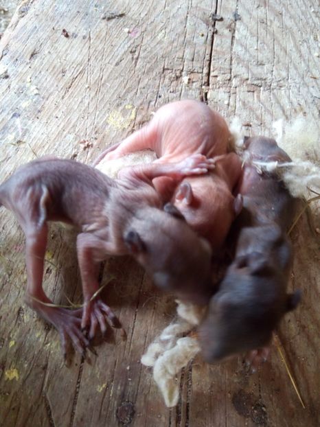  - Vând veverite autohtone europene