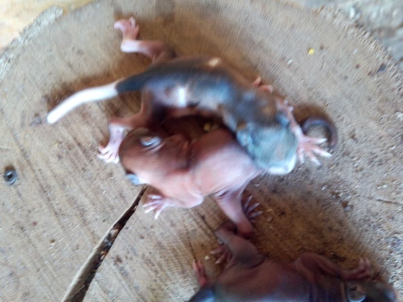  - Vând veverite autohtone europene