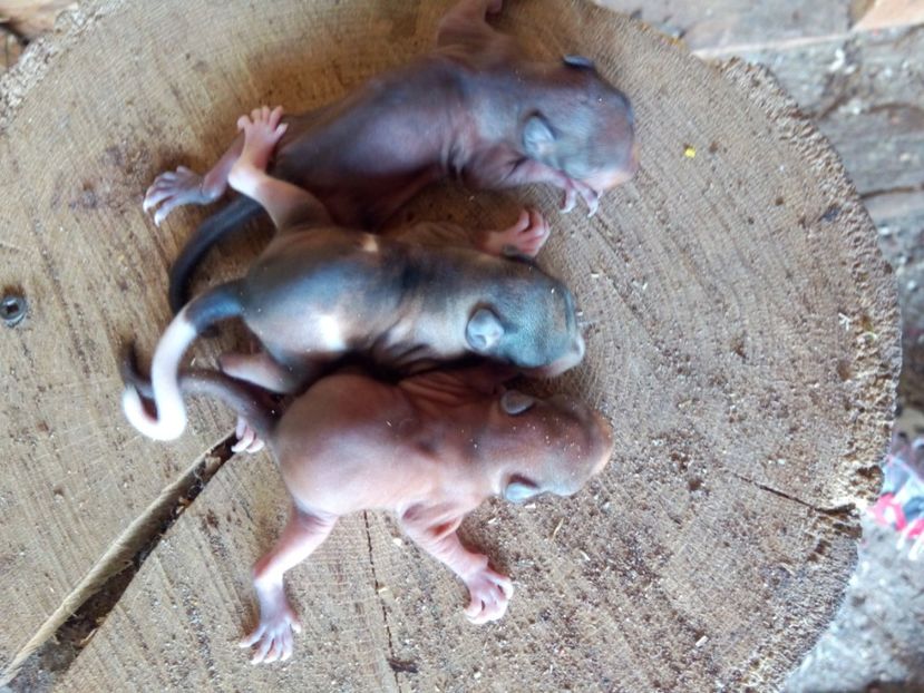  - veverite autohtone