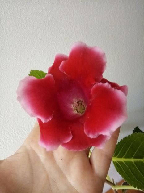 12.07.017 - 1GLOXINIA- 2017