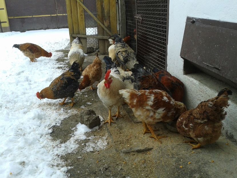  - 11 Gainuci 27 decembrie 2016