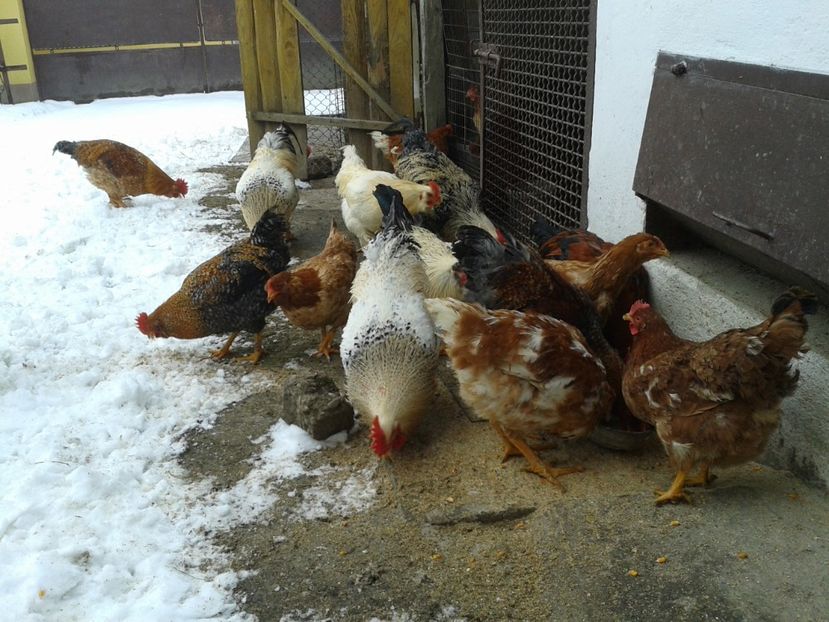  - 11 Gainuci 27 decembrie 2016