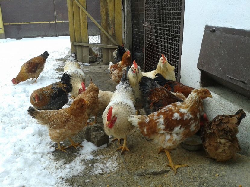  - 11 Gainuci 27 decembrie 2016