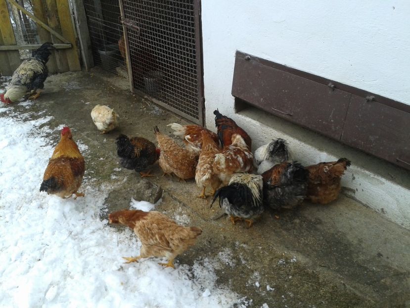  - 11 Gainuci 27 decembrie 2016