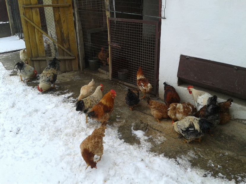  - 11 Gainuci 27 decembrie 2016