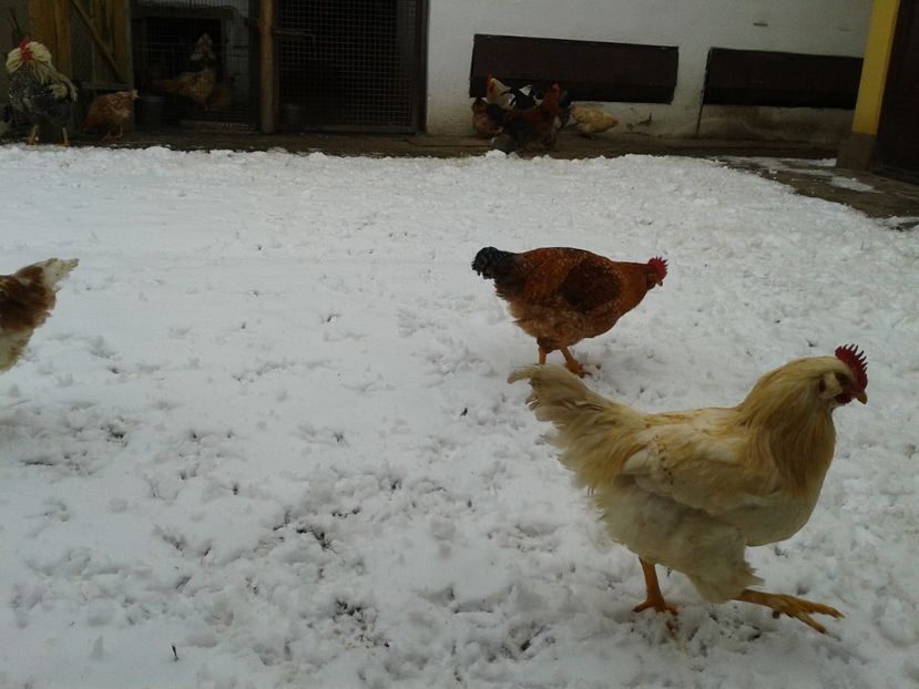  - 11 Gainuci 27 decembrie 2016