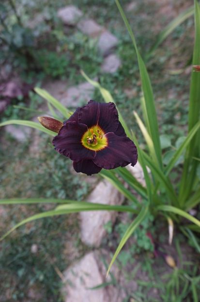 Cinderella's Dark Side - Hemerocallis 2017