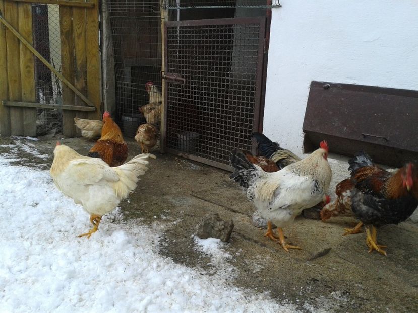  - 11 Gainuci 27 decembrie 2016