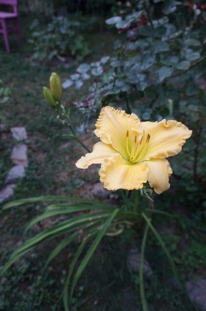  - Hemerocallis 2017