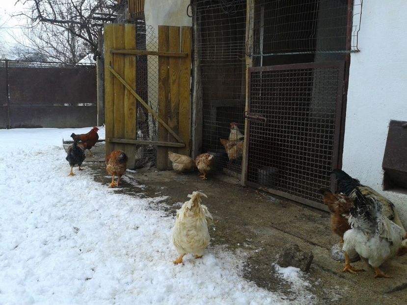  - 11 Gainuci 27 decembrie 2016