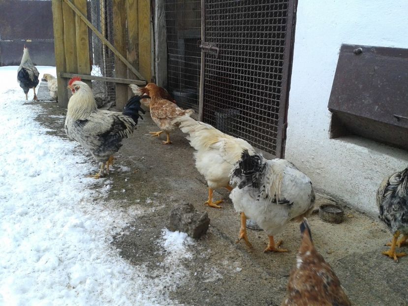  - 11 Gainuci 27 decembrie 2016