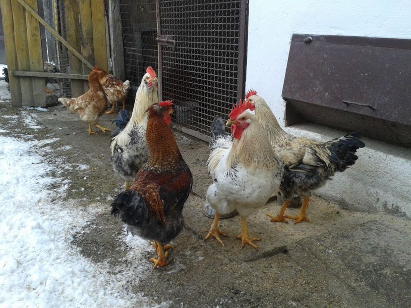  - 11 Gainuci 27 decembrie 2016