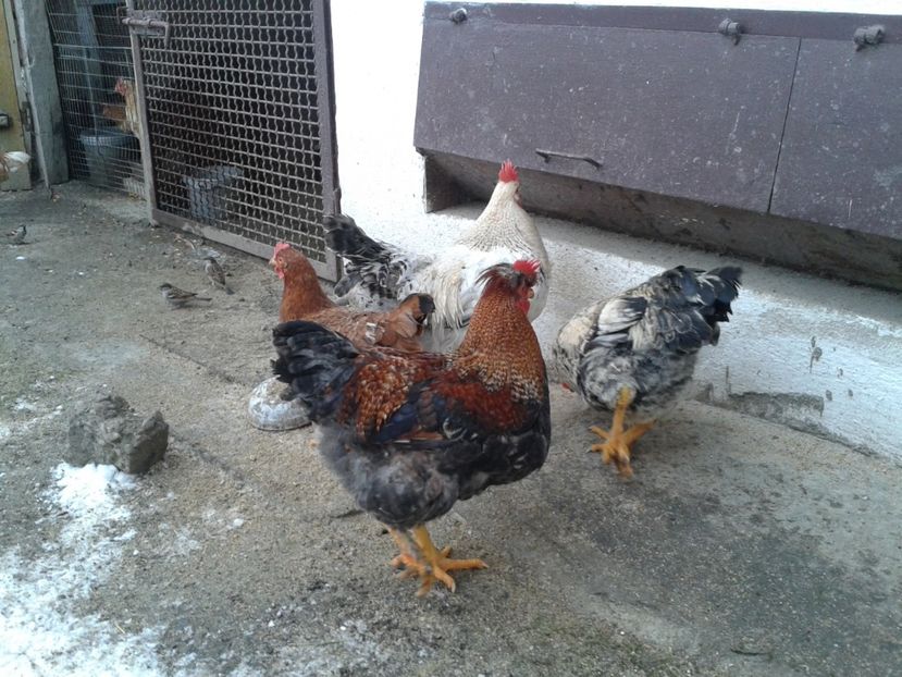  - 11 Gainuci 27 decembrie 2016