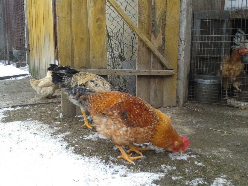  - 11 Gainuci 27 decembrie 2016