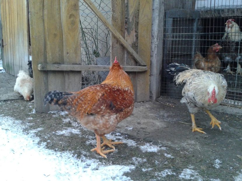  - 11 Gainuci 27 decembrie 2016