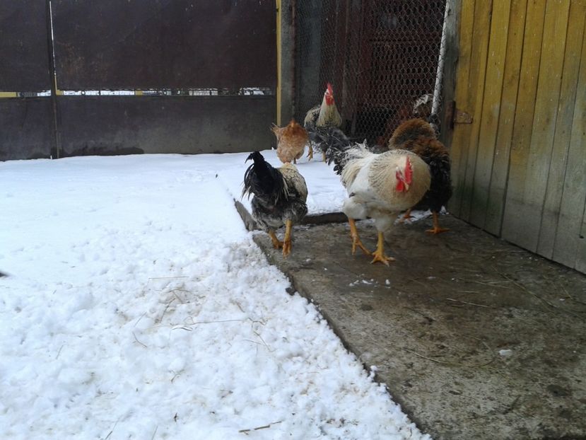  - 11 Gainuci 27 decembrie 2016