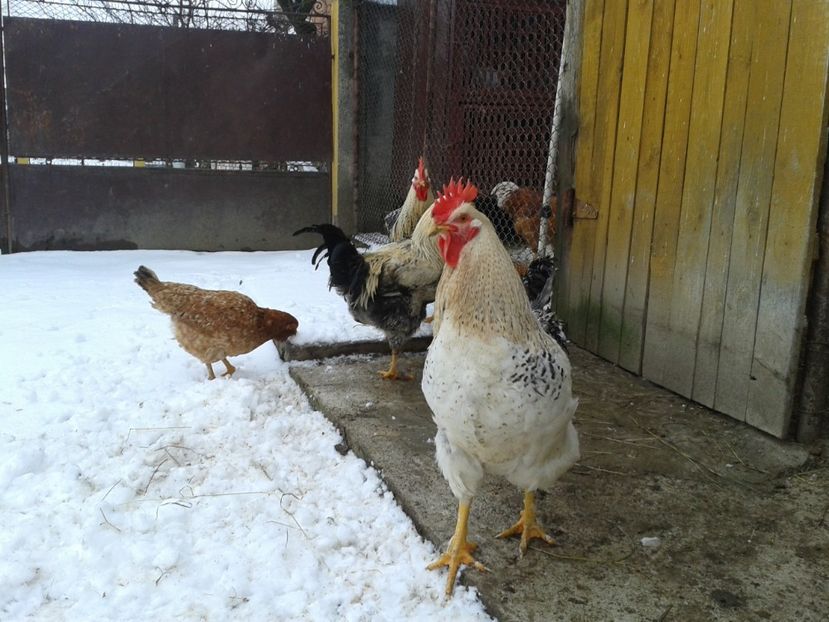  - 11 Gainuci 27 decembrie 2016