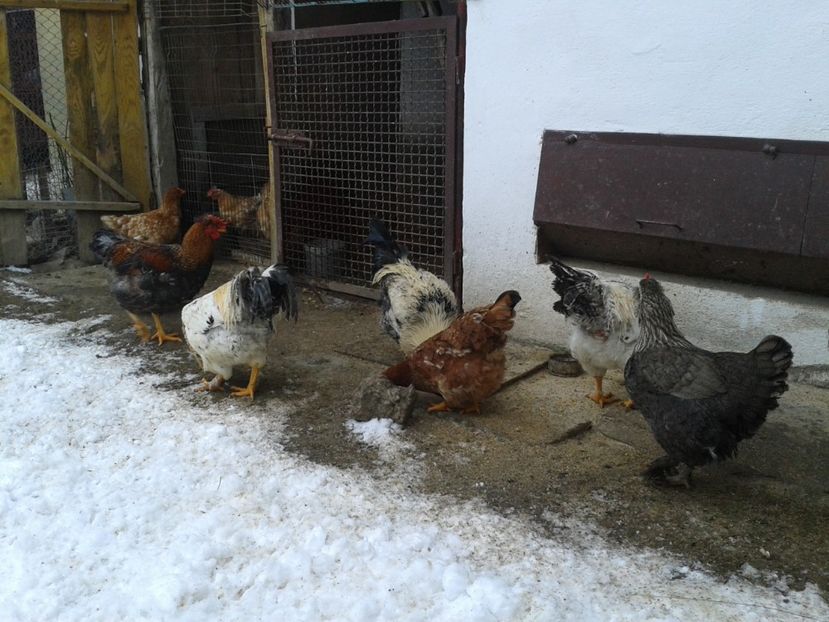  - 11 Gainuci 27 decembrie 2016