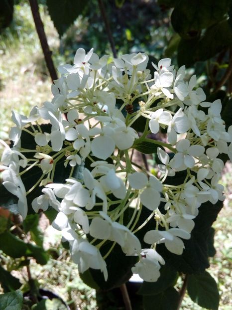 Hortensie alba, lei EPUIZAT - w Produse livrate