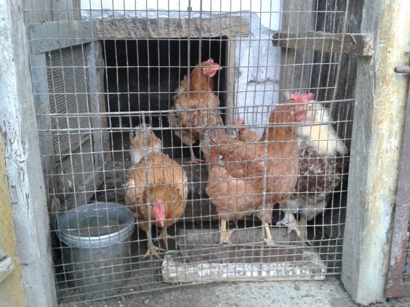  - 11 Gainuci 27 decembrie 2016