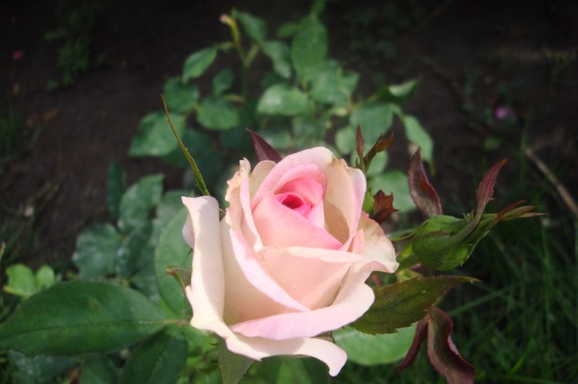  - Biedermeier Garden