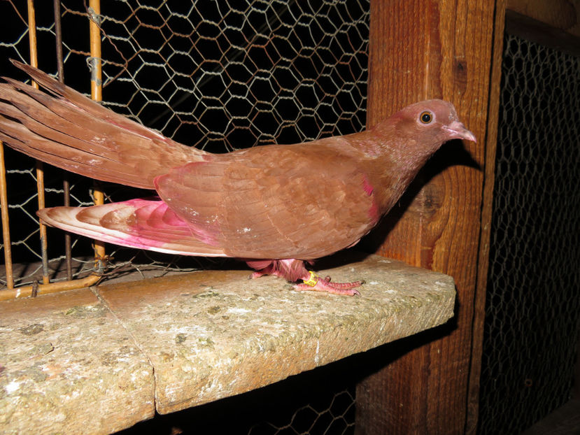 3786 -ratacit sau posibil prins.... - Amintiri - porumbei pierduți sau prinși de răpitoare