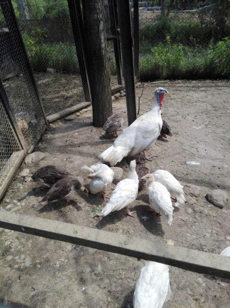  - 9-----------In vizita la popion66