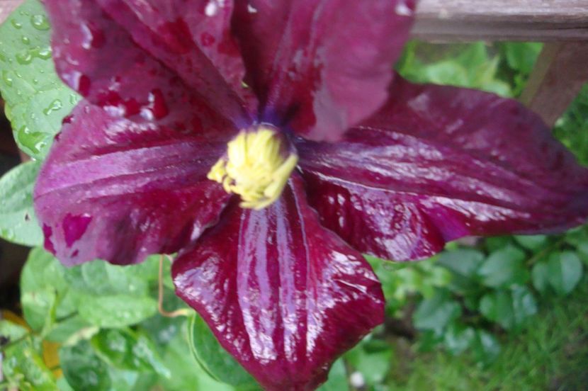  - Clematite