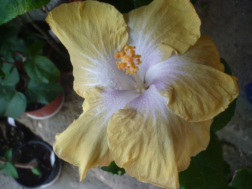 13.07.2017 - HIBISCUSI 2017-2