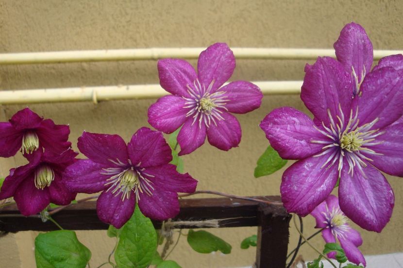  - Clematite