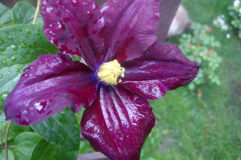  - Clematite