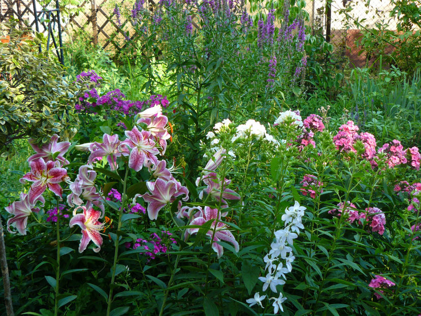 Stargazer - 2017 Gradina Iulie_Lilium