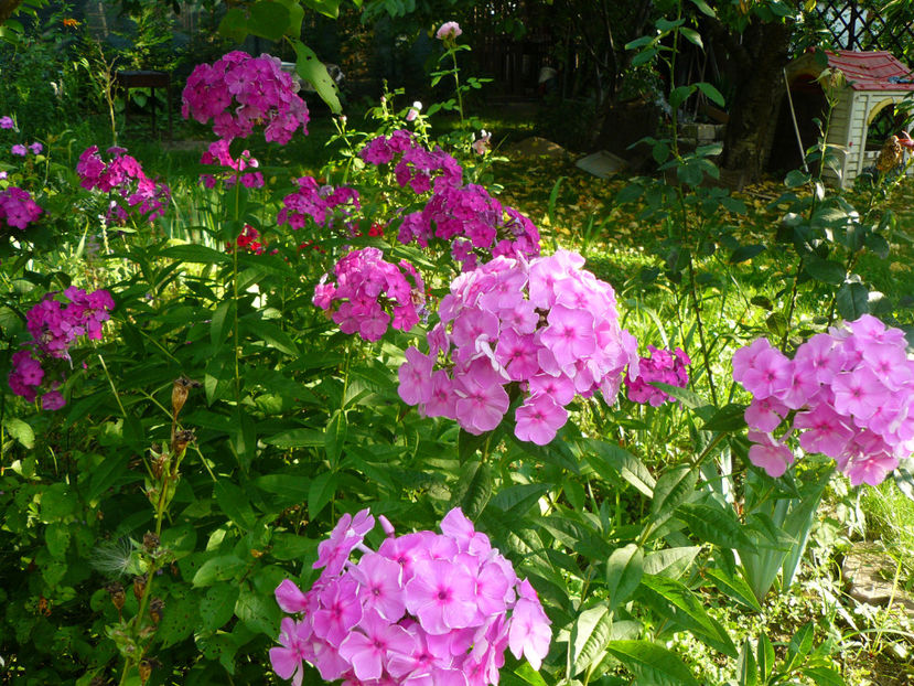 Pink Dark Eyes, Nicky - 2017 Gradina Iulie_Lilium