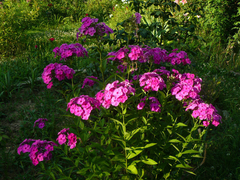 Phlox Nicky - 2017 Gradina Iulie_Lilium