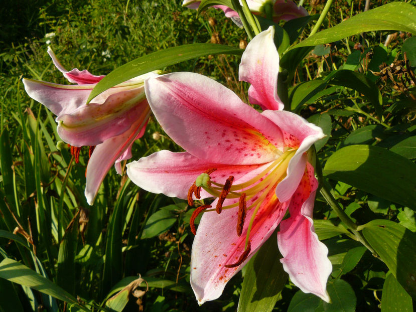 Ambon - 2017 Gradina Iulie_Lilium