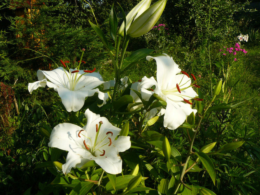 Casablanca - 2017 Gradina Iulie_Lilium