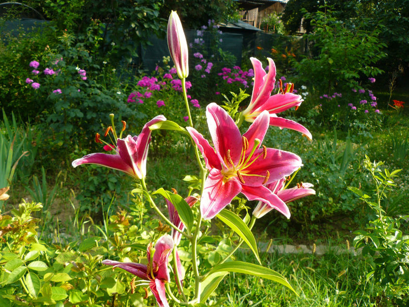 Rio Negro - 2017 Gradina Iulie_Lilium