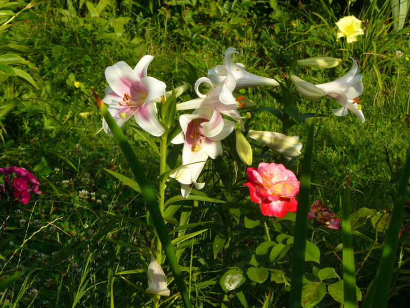 Triumphator - 2017 Gradina Iulie_Lilium